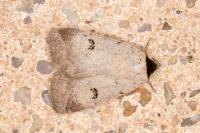 Lygephila craccae