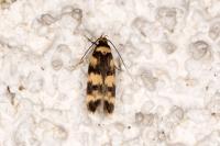 Oegoconia