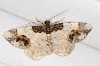 Ligdia adustata