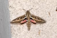 Hyles livornica