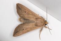 Mythimna unipuncta