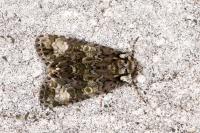 Craniophora ligustri