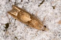 Eucosma conterminana