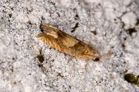 Eucosma conterminana