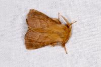 Malacosoma neustria
