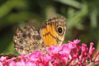 Lasiommata megera