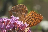 Argynnis paphia