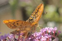 Argynnis paphia