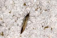 Coleophora