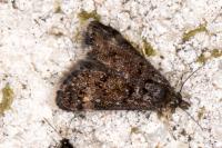 Heliothela wulfeniana