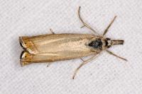Chrysoteuchia culmella