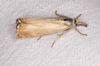 Chrysoteuchia culmella