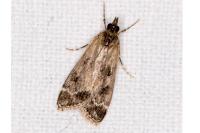 Eudonia