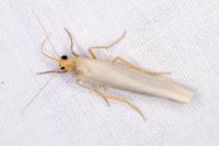 Eilema caniola