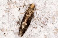 Nemapogon