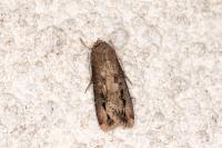 Agrotis ipsilon