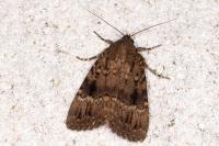 Amphipyra pyramidea
