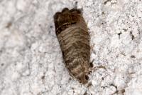 Cydia pomonella