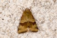 Heliothis viriplaca
