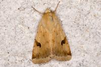 Heliothis peltigera