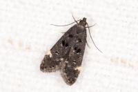 Dichomeris alacella