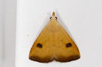 Rivula sericealis
