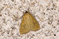 Sitochroa verticalis