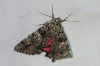 Catocala promissa