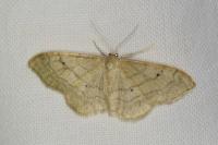 Idaea aversata