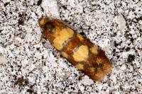 Aethes tesserana