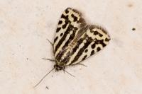 Emmelia trabealis