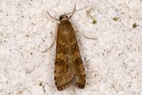 Nomophila noctuella