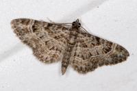 Gymnoscelis rufifasciata