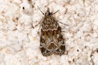 Eudonia mercurella