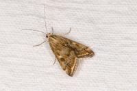 Loxostege sticticalis