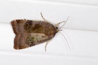 Noctua janthe/janthina
