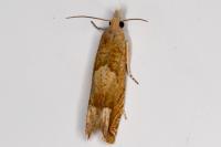 Eucosma conterminana