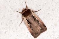 Ochropleura plecta