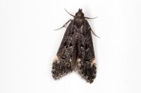 Dichomeris alacella