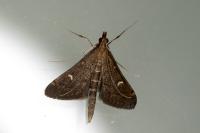 Dolicharthria punctalis