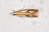 Catoptria pinella