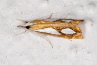 Catoptria pinella