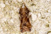 Acleris cristana