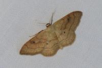 Idaea rubraria