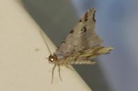 Macaria alternata