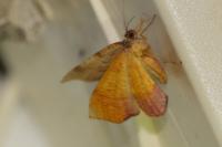 Plagodis dolabraria