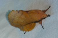Gastropacha quercifolia