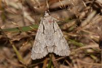 Acronicta sp (psi/tridens)