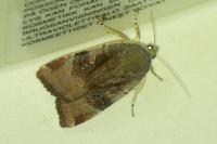 Noctua janthe/janthina