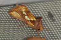 Plusia festucae